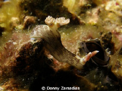 Nembrotha lineolata. Taken at Kirby's Rock Anilao Batanga... by Donny Zarsadias 